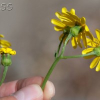 Oxford Ragwort